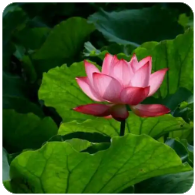 真的是带宽不够？98%的网络拥塞根本不是加带宽能解决的